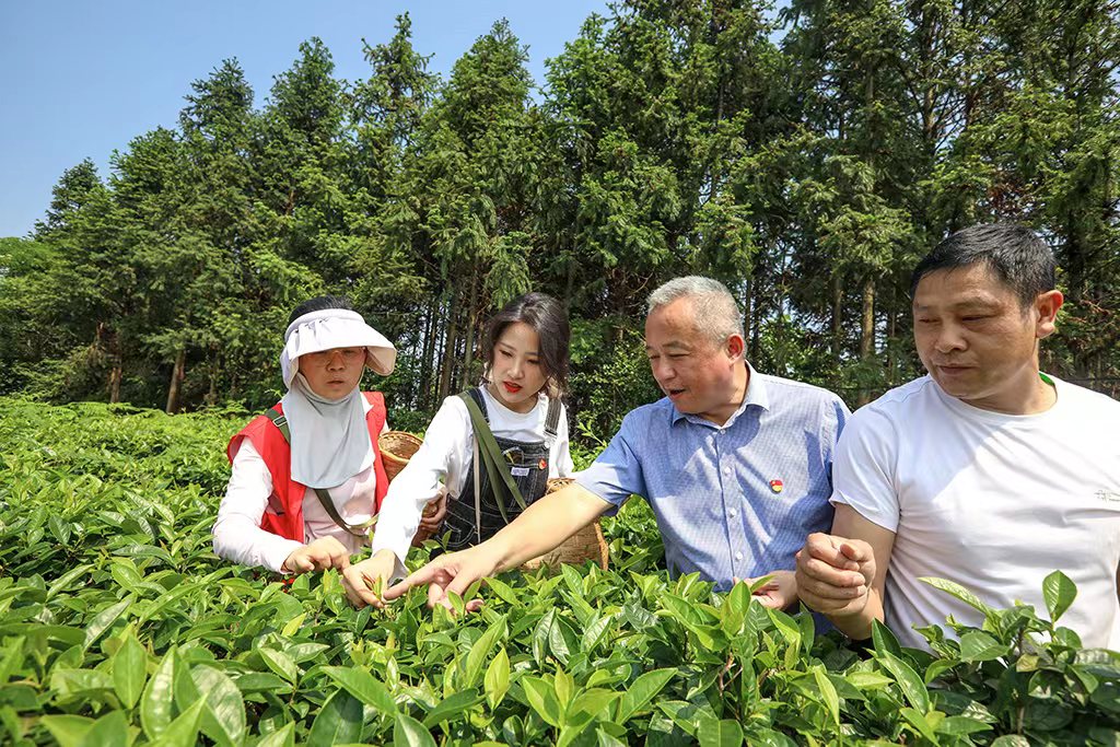 采茶助农正当时 主题党日暖人心 采茶助农正当时 主题党日暖人心