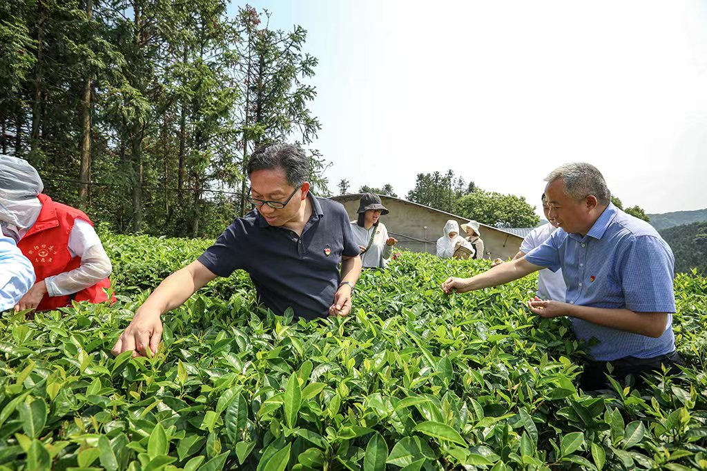 采茶助农正当时 主题党日暖人心 采茶助农正当时 主题党日暖人心